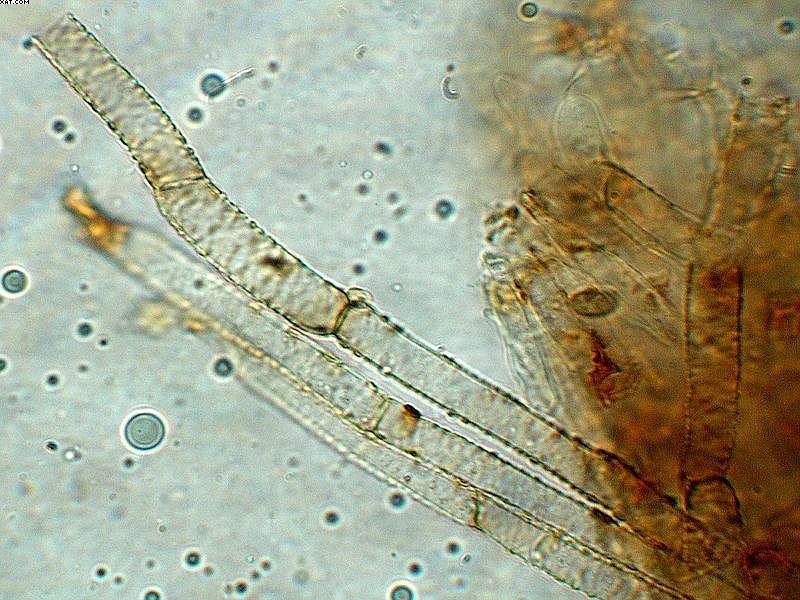 Tubaria furfuracea       (Pers.)     Gillet